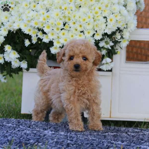 Kierra, Bich-Poo Puppy