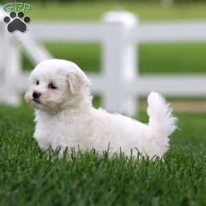 Kierra, Maltese Puppy