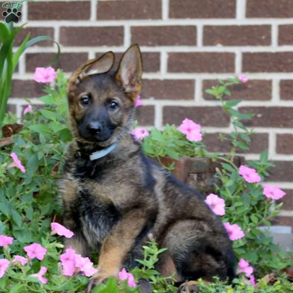 Kierra, German Shepherd Puppy