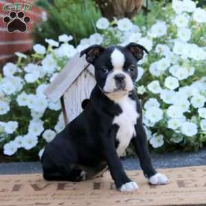 Kierra, Boston Terrier Puppy