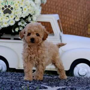 Kierra, Bich-Poo Puppy