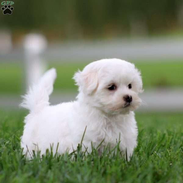 Kierra, Maltese Puppy