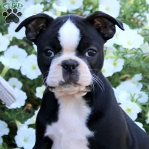 Kierra, Boston Terrier Puppy