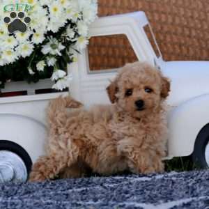 Kierra, Bich-Poo Puppy