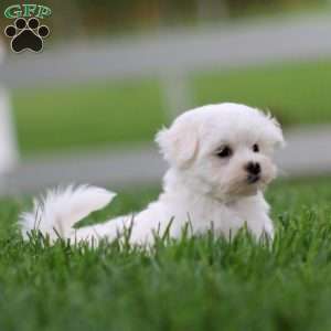 Kierra, Maltese Puppy