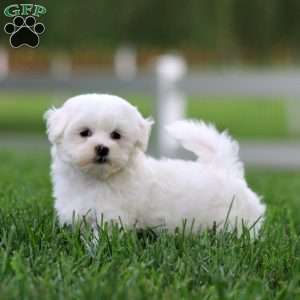 Kierra, Maltese Puppy