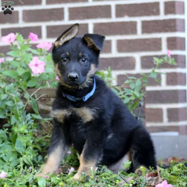Kip, German Shepherd Puppy