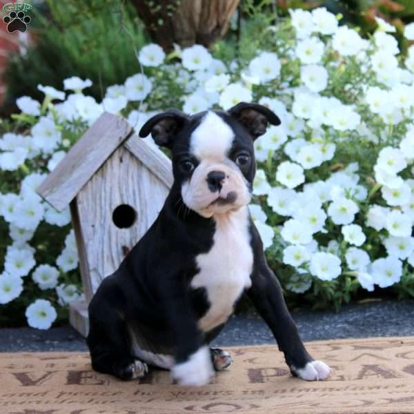 Kip, Boston Terrier Puppy