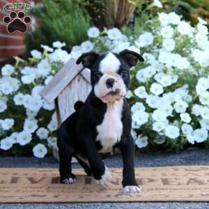 Kip, Boston Terrier Puppy