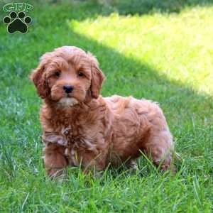 Kip, Mini Goldendoodle Puppy