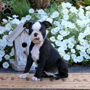 Kip, Boston Terrier Puppy