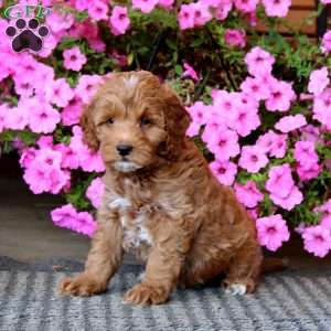 Kip, Mini Goldendoodle Puppy