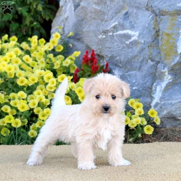 Kipper, Miniature Poodle Mix Puppy