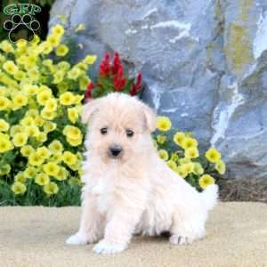 Kipper, Miniature Poodle Mix Puppy