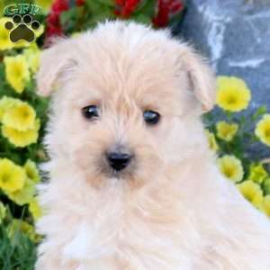 Kipper, Miniature Poodle Mix Puppy