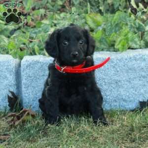 Kipper, Miniature Poodle Mix Puppy