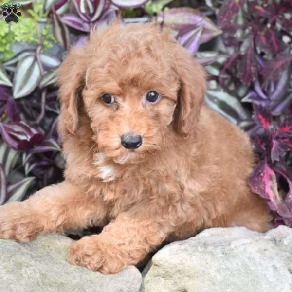 Kipper, Miniature Poodle Puppy