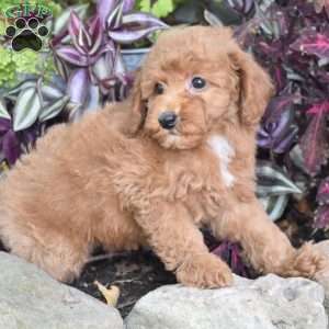 Kipper, Miniature Poodle Puppy