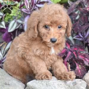 Kipper, Miniature Poodle Puppy