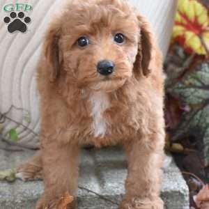 Kipper, Miniature Poodle Puppy