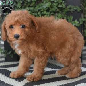 Kipper, Miniature Poodle Puppy