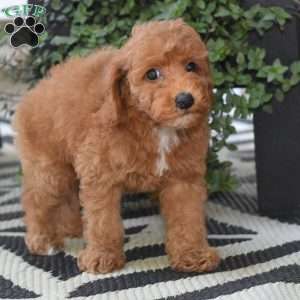 Kipper, Miniature Poodle Puppy