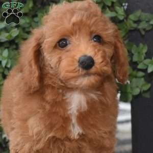 Kipper, Miniature Poodle Puppy