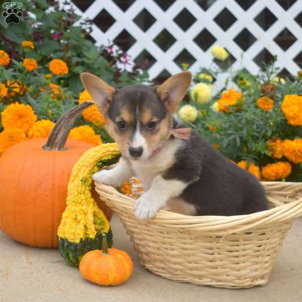 Kira, Pembroke Welsh Corgi Puppy
