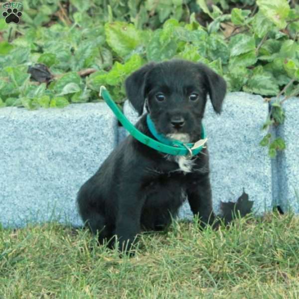 Kira, Miniature Poodle Mix Puppy
