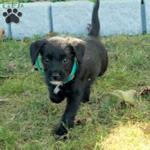 Kira, Miniature Poodle Mix Puppy