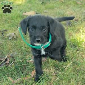 Kira, Miniature Poodle Mix Puppy