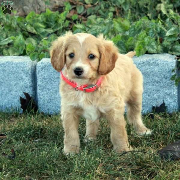 Kiri, Miniature Poodle Mix Puppy