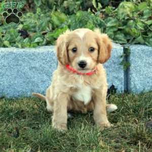 Kiri, Miniature Poodle Mix Puppy