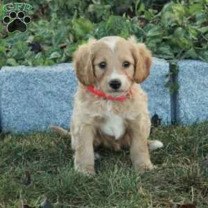 Kiri, Miniature Poodle Mix Puppy