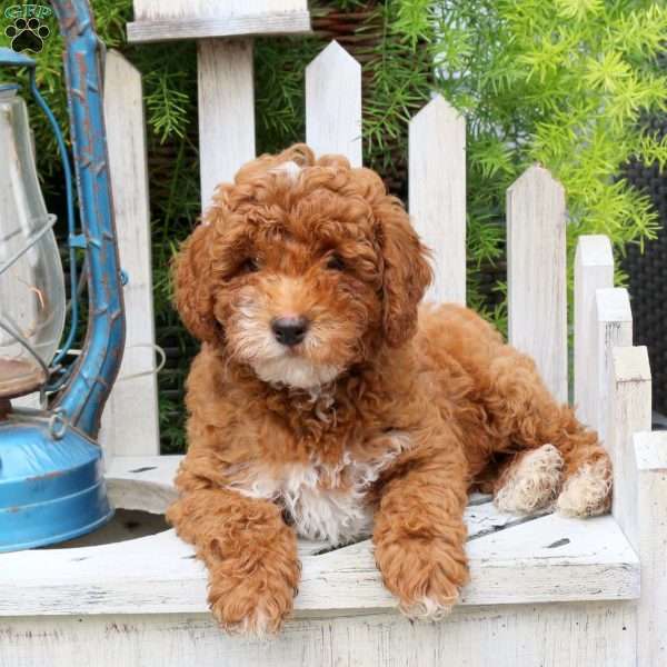 Kirk, Miniature Poodle Puppy