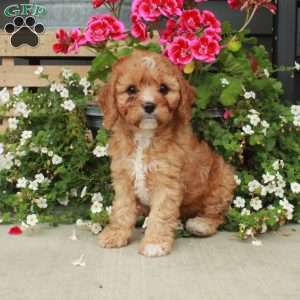 Kisses, Cavapoo Puppy