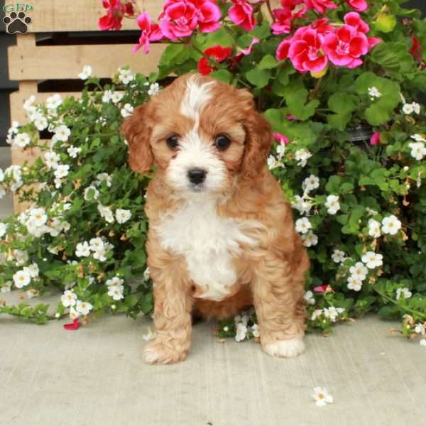 Kit-Kat, Cavapoo Puppy