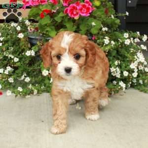 Kit-Kat, Cavapoo Puppy