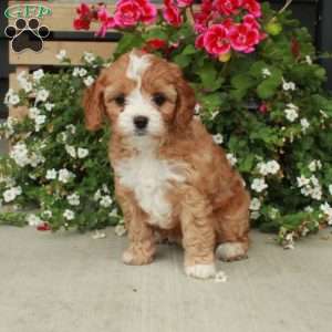 Kit-Kat, Cavapoo Puppy