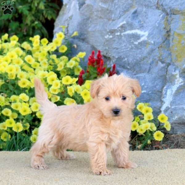 Kix, Miniature Poodle Mix Puppy