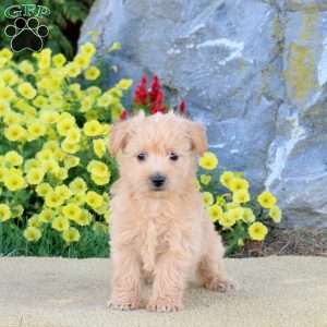 Kix, Miniature Poodle Mix Puppy