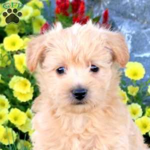 Kix, Miniature Poodle Mix Puppy