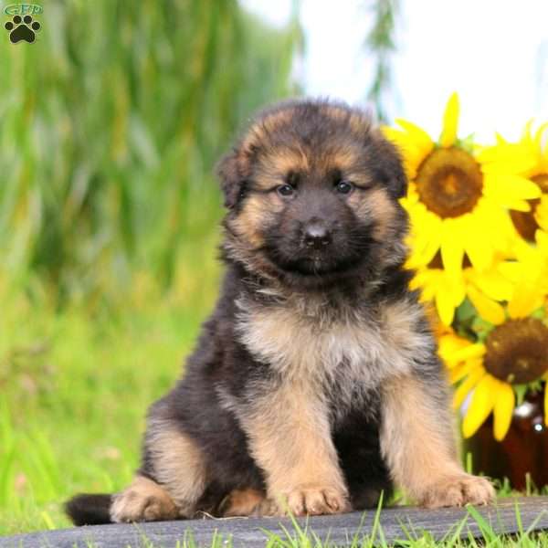 Klause, German Shepherd Puppy