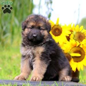 Klause, German Shepherd Puppy