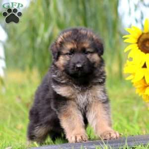 Klause, German Shepherd Puppy