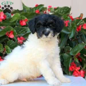 Knox, Mini Bernedoodle Puppy