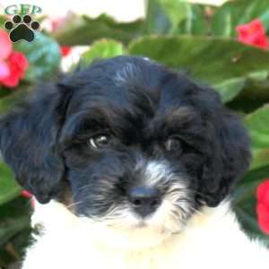 Knox, Mini Bernedoodle Puppy