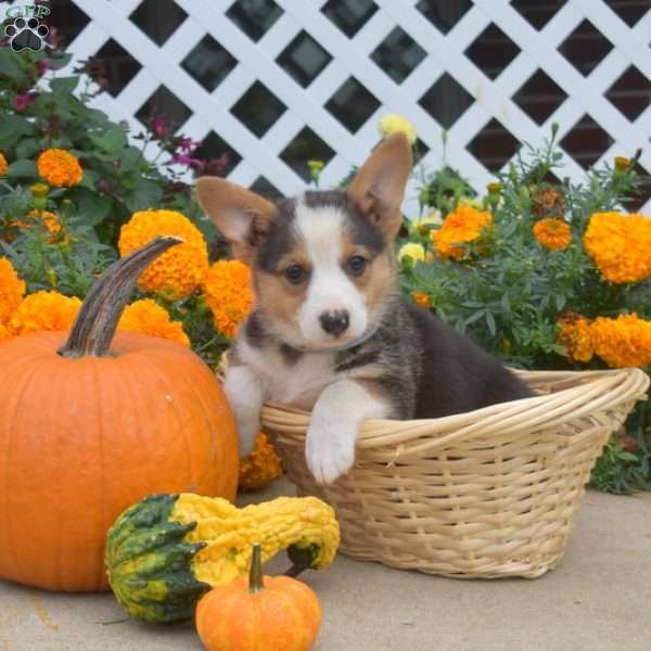 Koda, Pembroke Welsh Corgi Puppy
