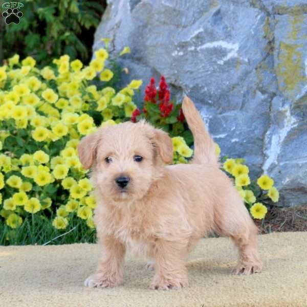 Koda, Miniature Poodle Mix Puppy