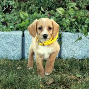 Koda, Miniature Poodle Mix Puppy